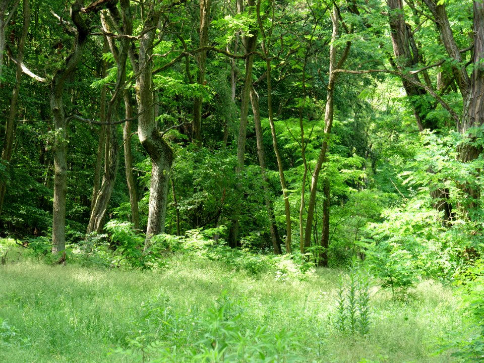 Müggelberge forest 2019-06-13 05