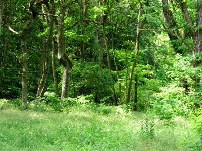 Müggelberge forest 2019-06-13 05 photo