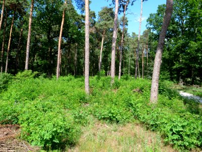 Müggelberge forest 2019-06-13 02 photo