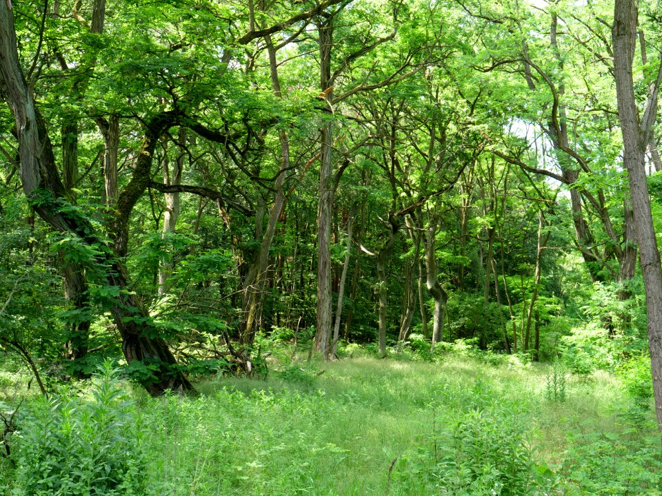 Müggelberge forest 2019-06-13 04