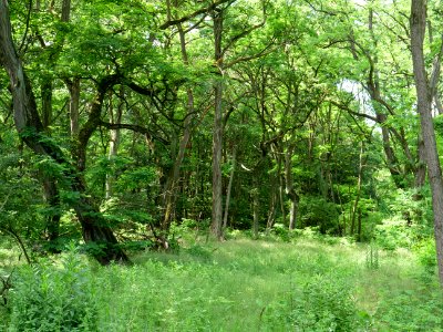 Müggelberge forest 2019-06-13 04 photo