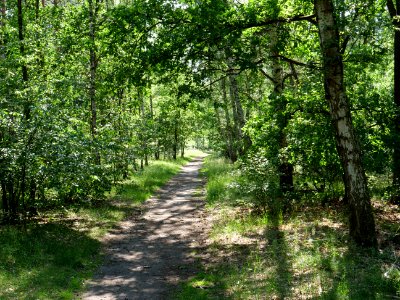 Müggelberge forest 2019-06-13 18 photo