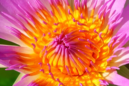 Lily water lily orange flower