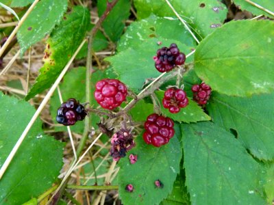 Mûres des chemins 2