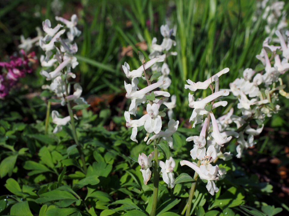 Plant white hollow corydalis
