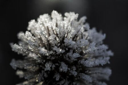 Eiskristalle nature ice pattern