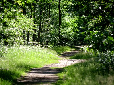 Müggelberge forest 2019-06-13 10 photo