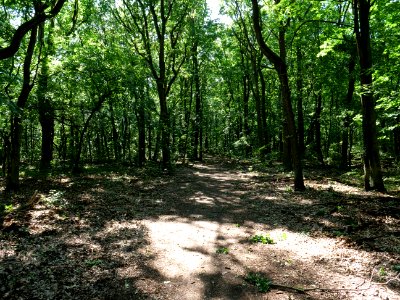 Müggelberge forest 2019-06-13 21 photo