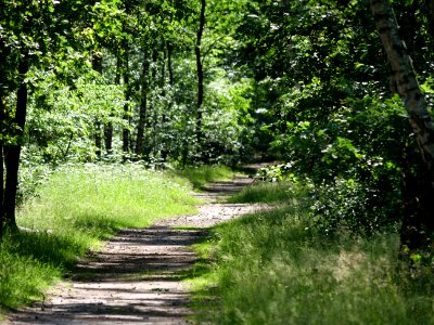 Müggelberge forest 2019-06-13 14