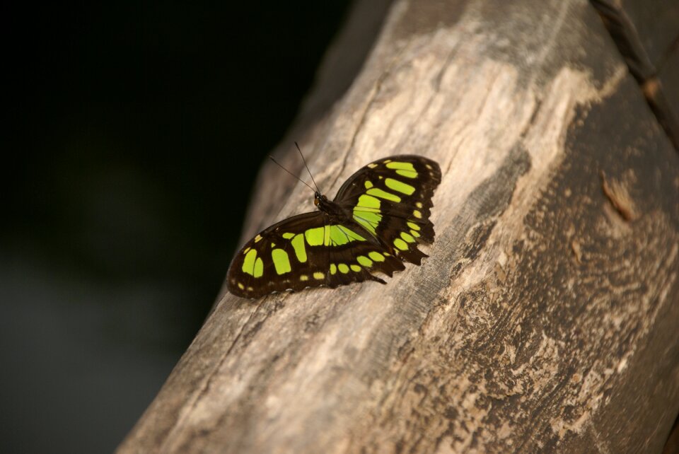 Nature butterflies fragile
