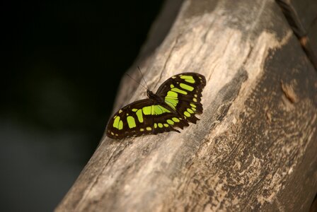 Nature butterflies fragile