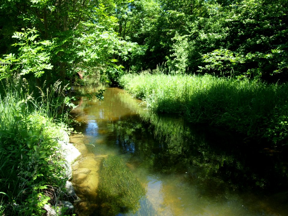 Mühlbach (Ettringen)