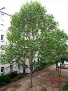 Lyon 8e - Musée urbain Tony Garnier, cour et arbre depuis l'appartement témoin