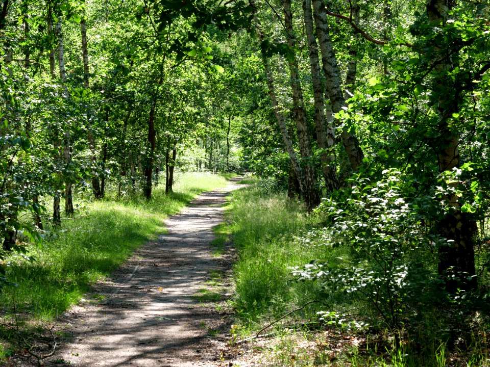 Müggelberge forest 2019-06-13 16