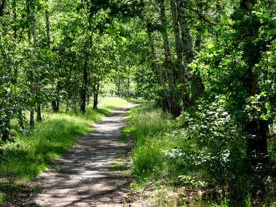 Müggelberge forest 2019-06-13 16 photo