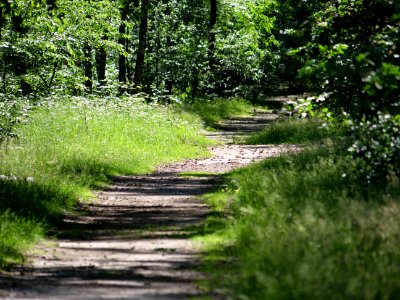 Müggelberge forest 2019-06-13 09 photo