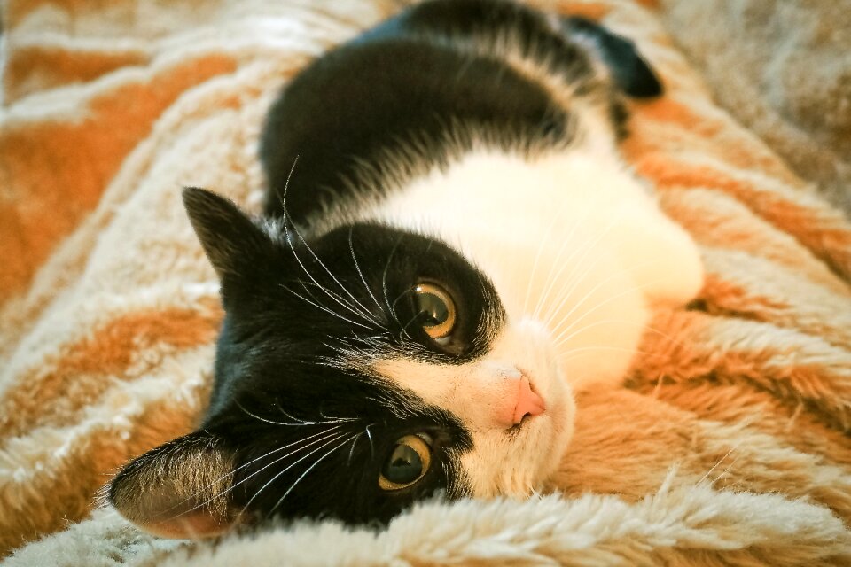 Domestic cat cat's eyes nature