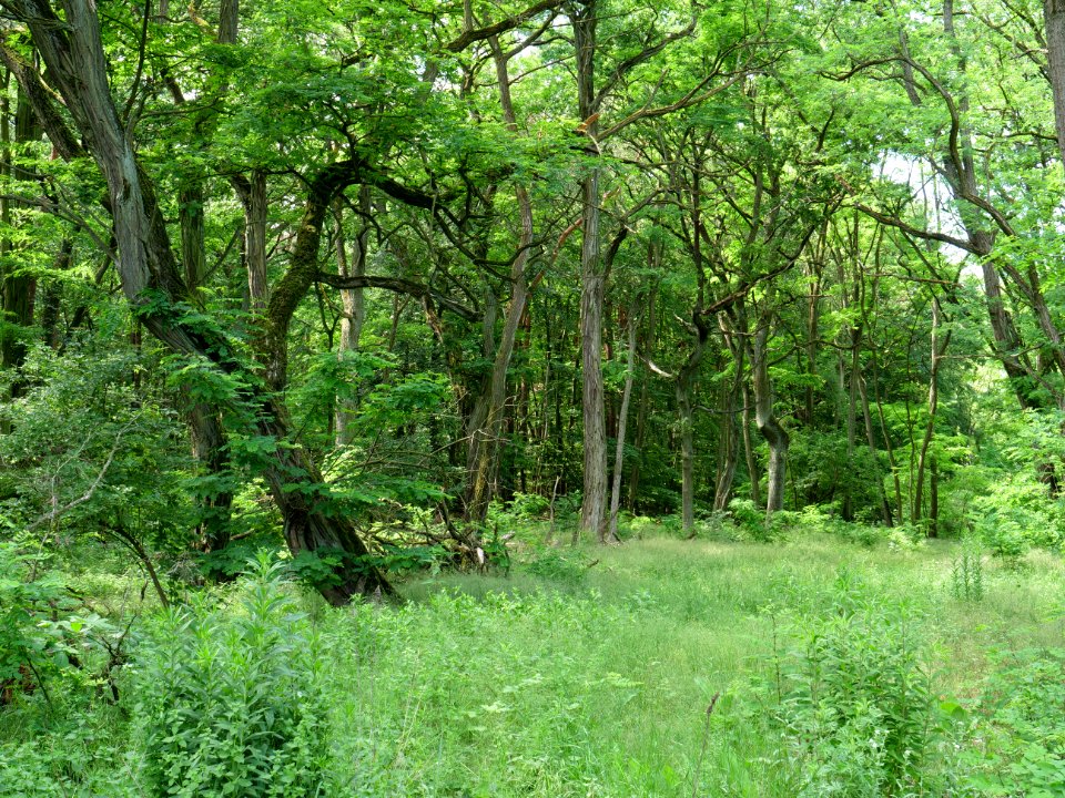 Müggelberge forest 2019-06-13 07