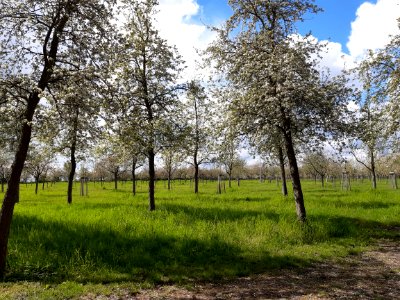 Mößlitz (Zörbig) Streuobstwiese