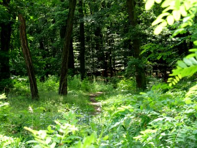 Müggelberge forest 2019-06-13 08 photo