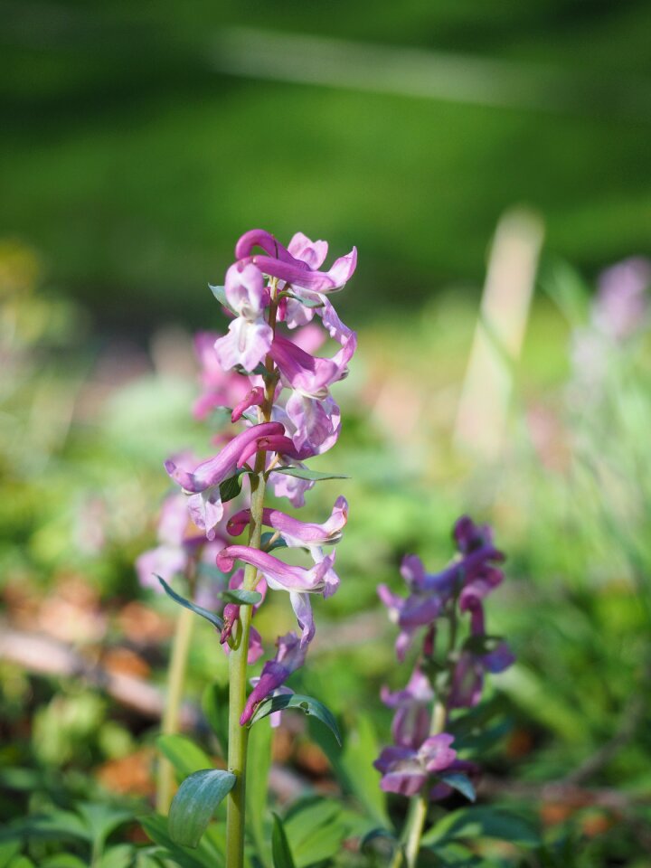 Plant purple violet