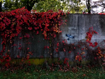 Lyon 8e - Route de Vienne - Parc du Clos Layat, mur de l'hôpital (1)