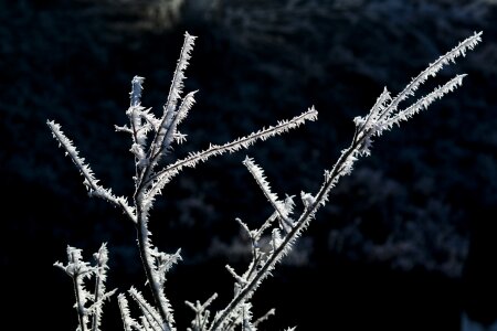 Hoarfrost iced frozen