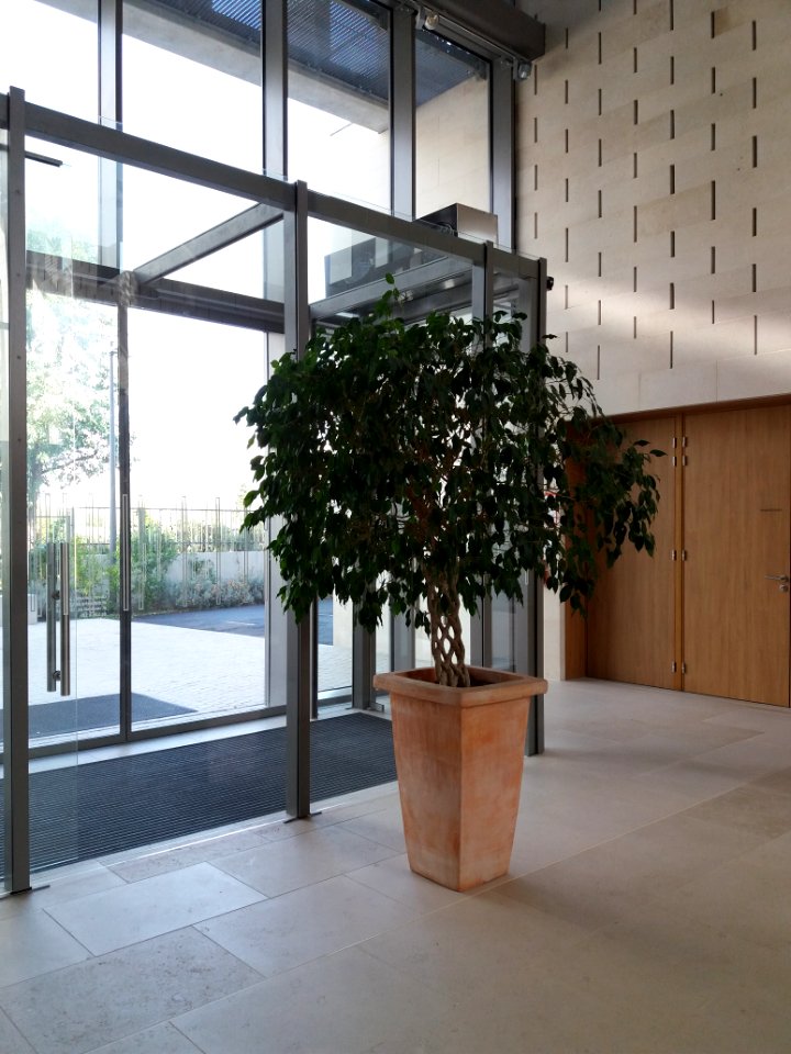 Lyon 8e - Institut français de civilisation musulmane - Arbre à l'entrée