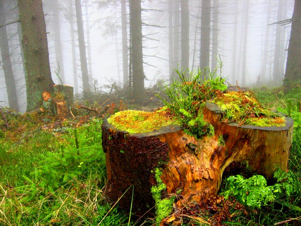 The fog mountains autumn