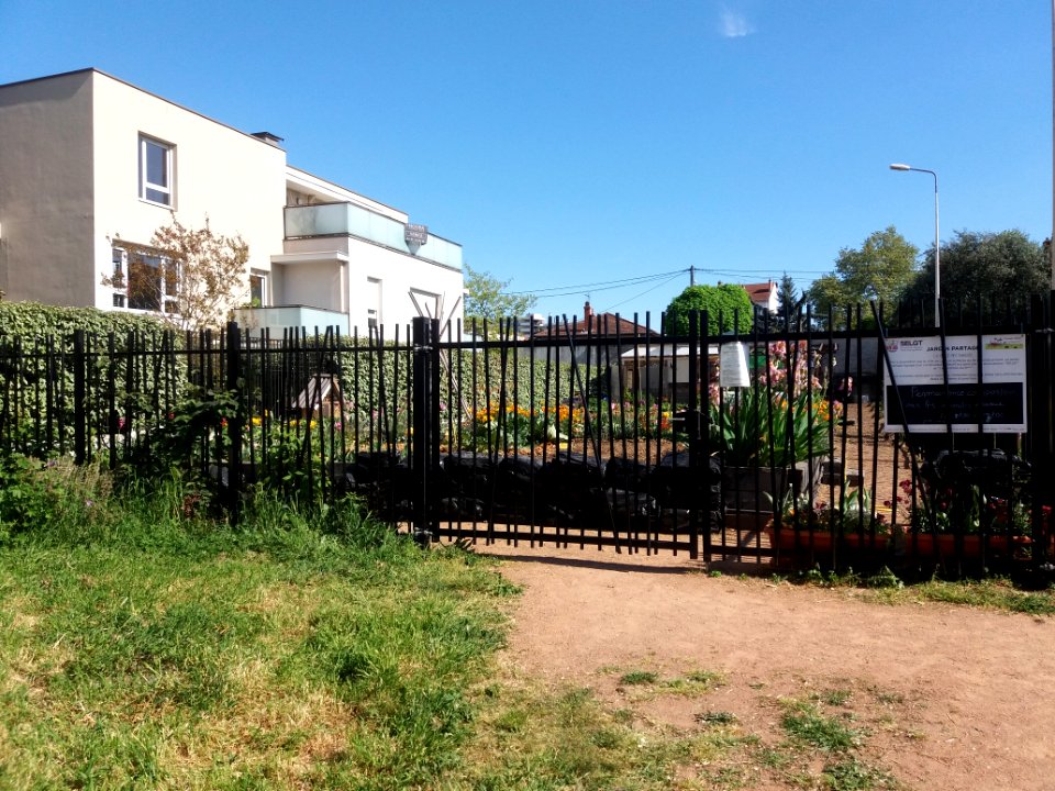 Lyon 8e - Rue Antoine Dumont - Jardin partagé Le début des haricots