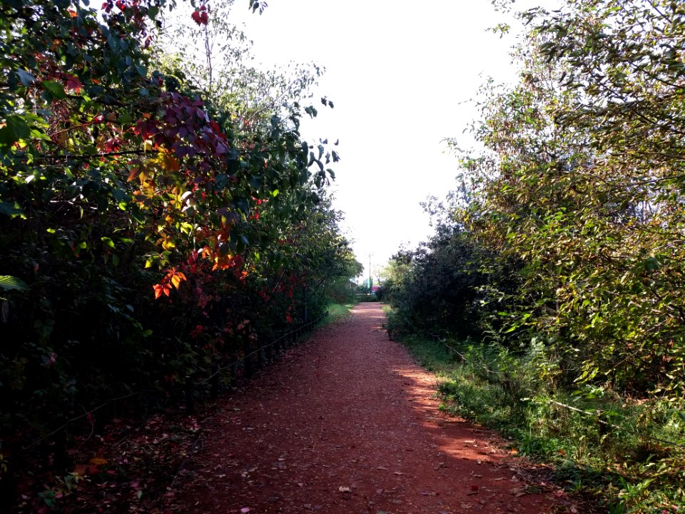 Lyon 8e - Route de Vienne - Parc du Clos Layat, allée