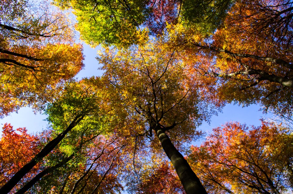 Colorful autumn mood looking up photo