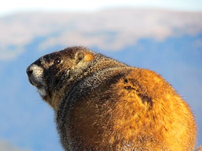 Animal wildlife brown photo