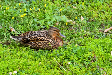 Meadow water bird nature