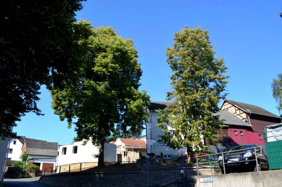Mönstadt, Linden am alten Rathaus