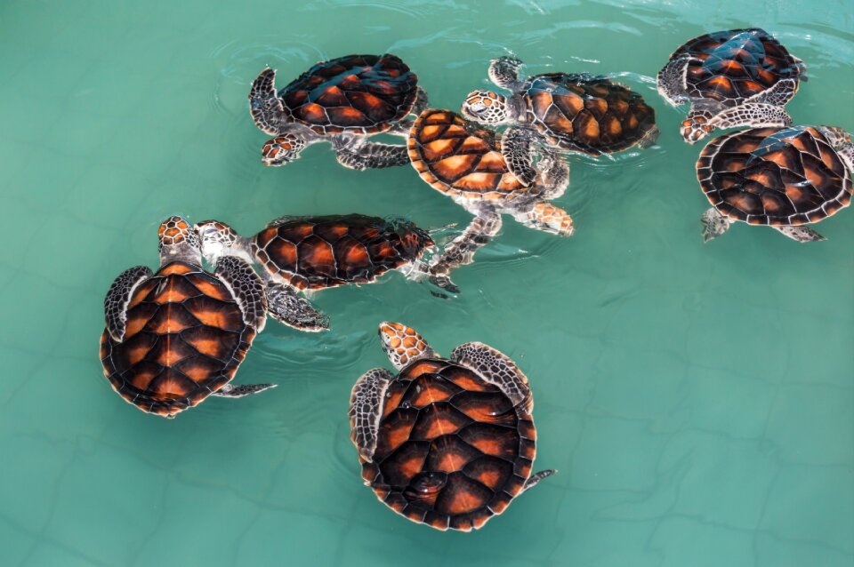 Sea animals life salt water animals