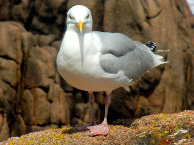 Large gull species bird photo