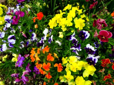 München Botanischer Garten 17