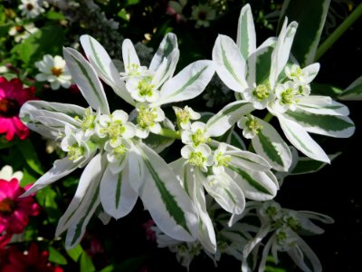 München Botanischer Garten 8