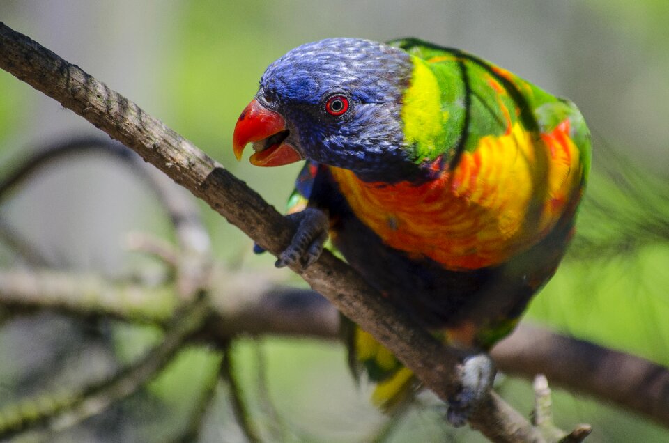 Motley bird curious colorful