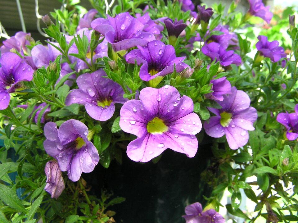 Drops on flower