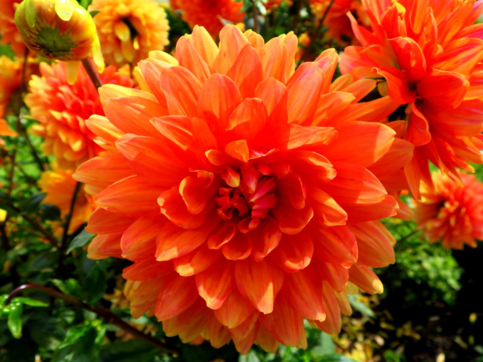 München Botanischer Garten 6