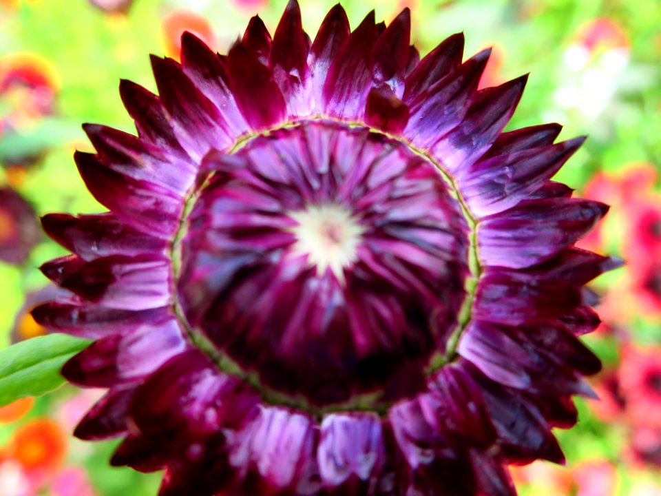 München Botanischer Garten 7