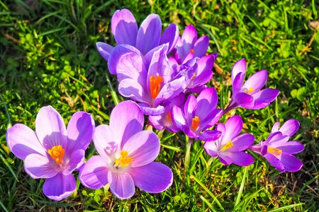 Spring flower blossom bloom photo