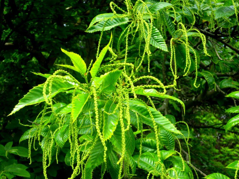 München Botanischer Garten 14
