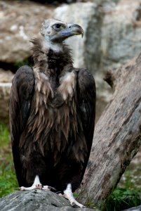 Mönchsgeier im Alpenzoo Innsbruck