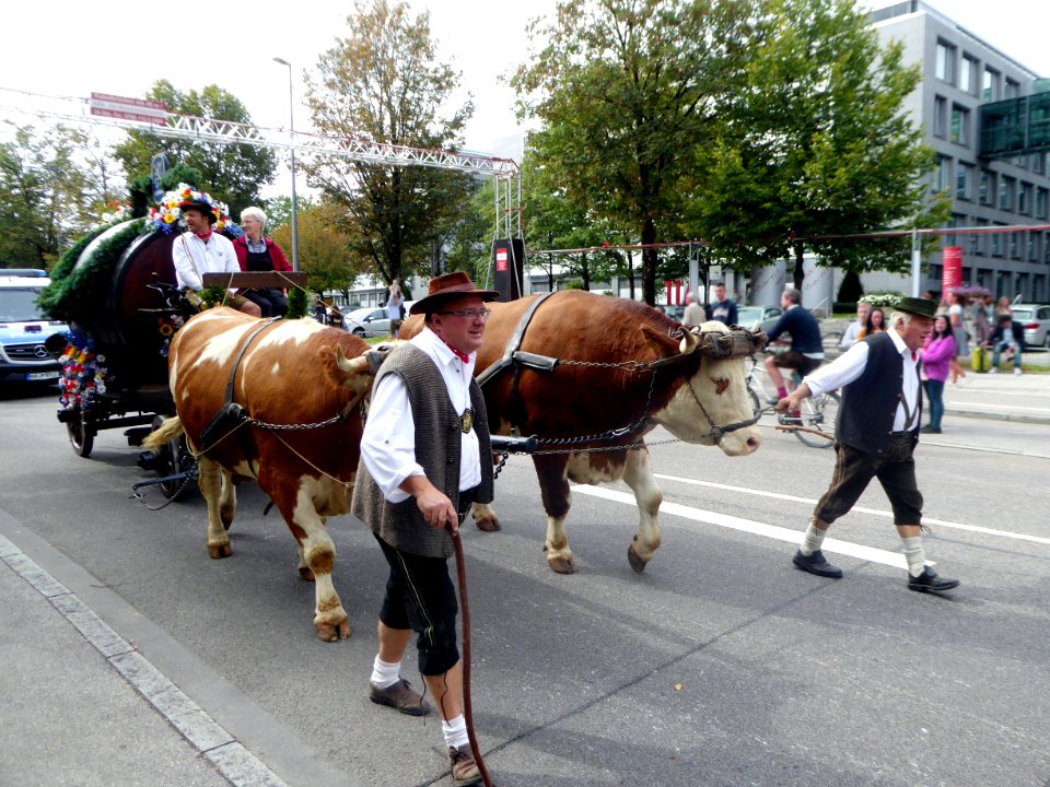 München, Oktoberfest 2018, Ochsengespann, 1