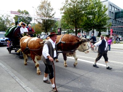 München, Oktoberfest 2018, Ochsengespann, 1