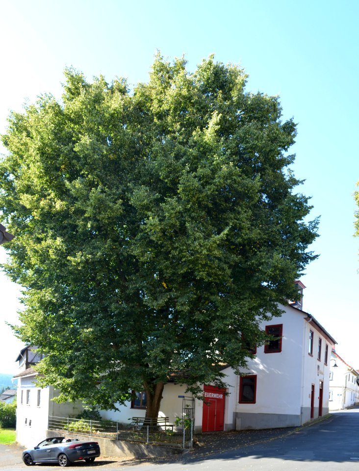 Mönstadt, Linden am alten Rathaus (1)