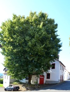 Mönstadt, Linden am alten Rathaus (1)